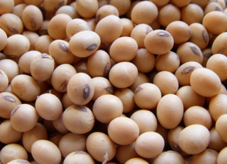 Tout savoir sur la protéine de soja