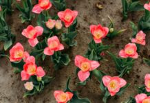 Tout ce qu’il vous faut savoir pour acheter des plantes en ligne garden