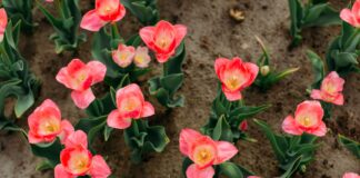 Tout ce qu’il vous faut savoir pour acheter des plantes en ligne garden