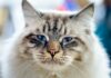 10 choses que vous ignorez sur les chats Ragamuffin cat