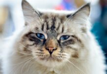 10 choses que vous ignorez sur les chats Ragamuffin cat