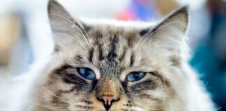 10 choses que vous ignorez sur les chats Ragamuffin cat