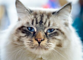 10 choses que vous ignorez sur les chats Ragamuffin cat